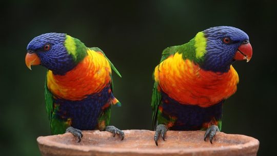 Les animaux à l’honneur en Italie avec le salon « Fantastic Pets »