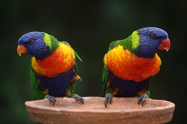 Les animaux à l’honneur en Italie avec le salon « Fantastic Pets »